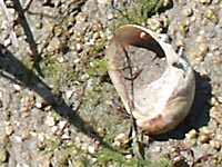 Calyptreidae
